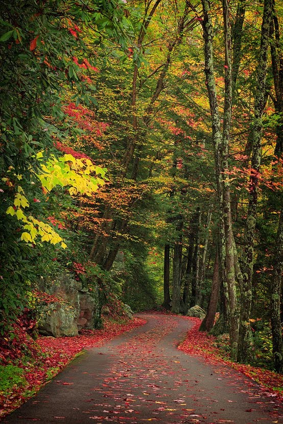Forest Path, Smokey Mountains, Tennessee