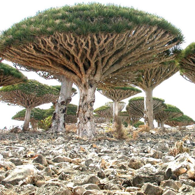 Dragons Blood Tree, Socotra Island, Yemen
